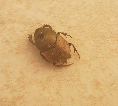 Onthophagus coenobita